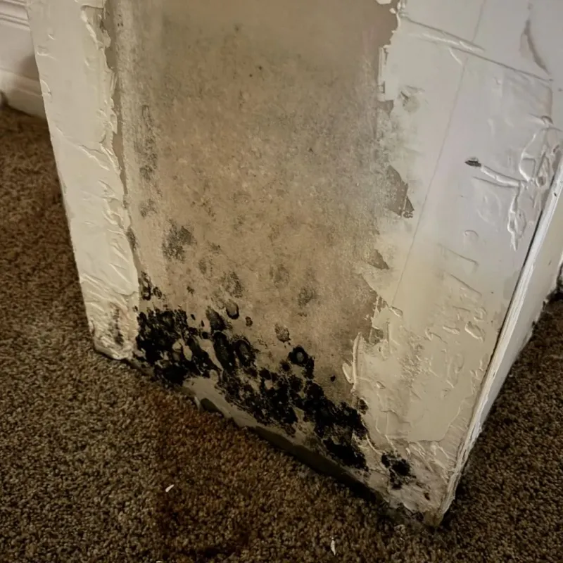 Professional Mold Removal in North Syracuse, NY